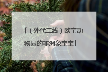 （外代二线）欧宝动物园的非洲象宝宝